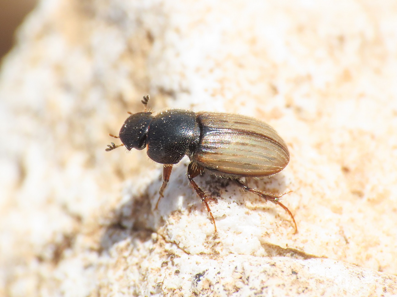 Aphodiidae: Euheptaulacus carinatus? S, ssp. brutius.