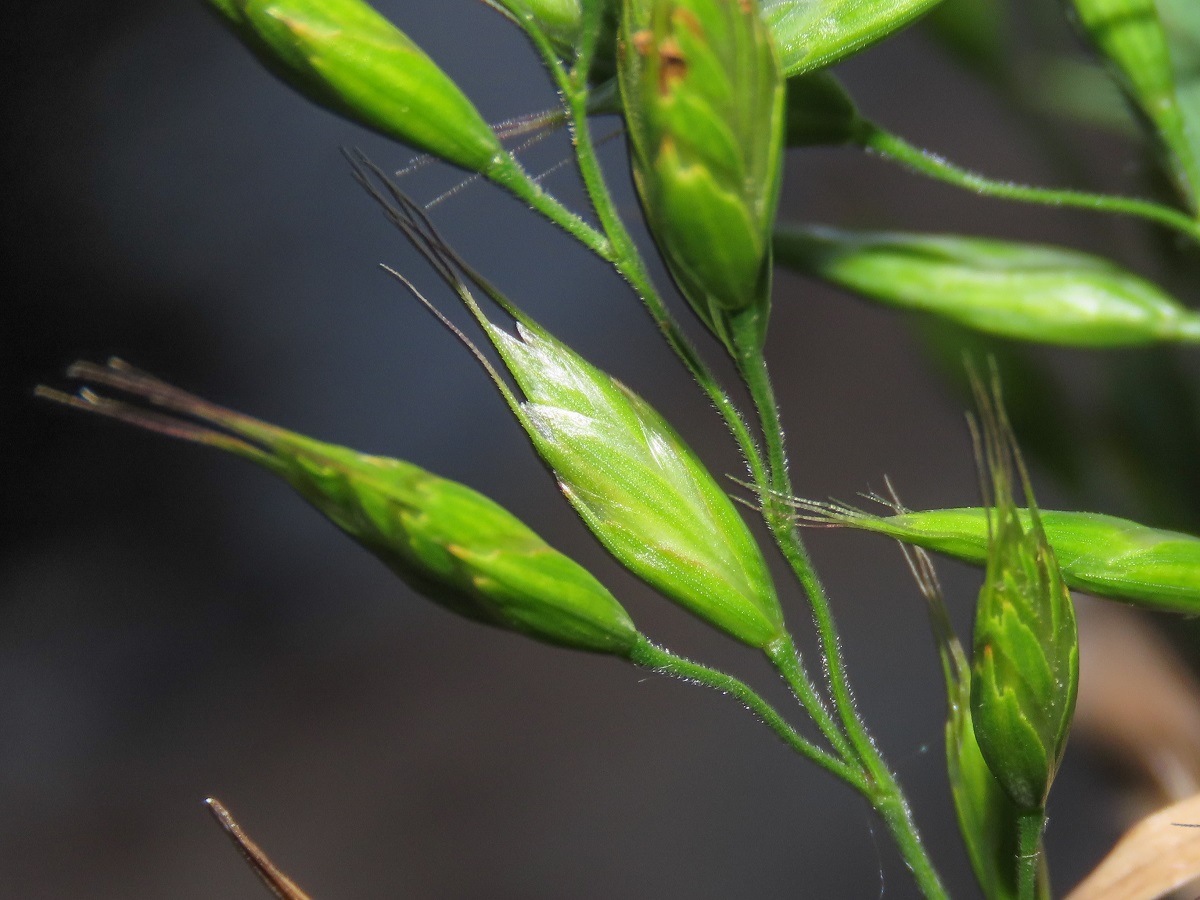 Poaceae: Bromus cfr. hordeaceus