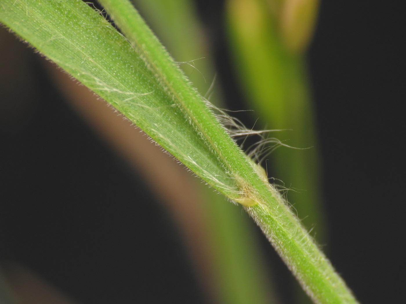 Poaceae: Bromus cfr. hordeaceus