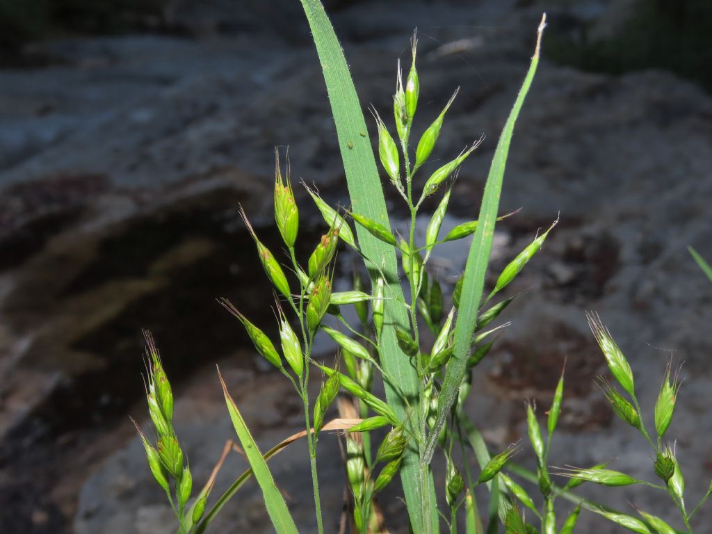 Poaceae: Bromus cfr. hordeaceus