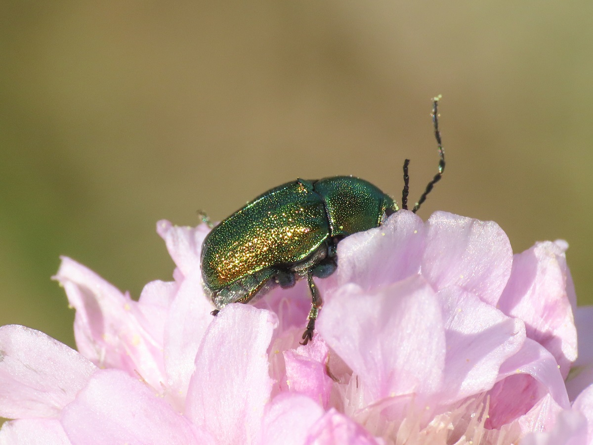 Chrysomelidae: Cryptocephalus zambanellus