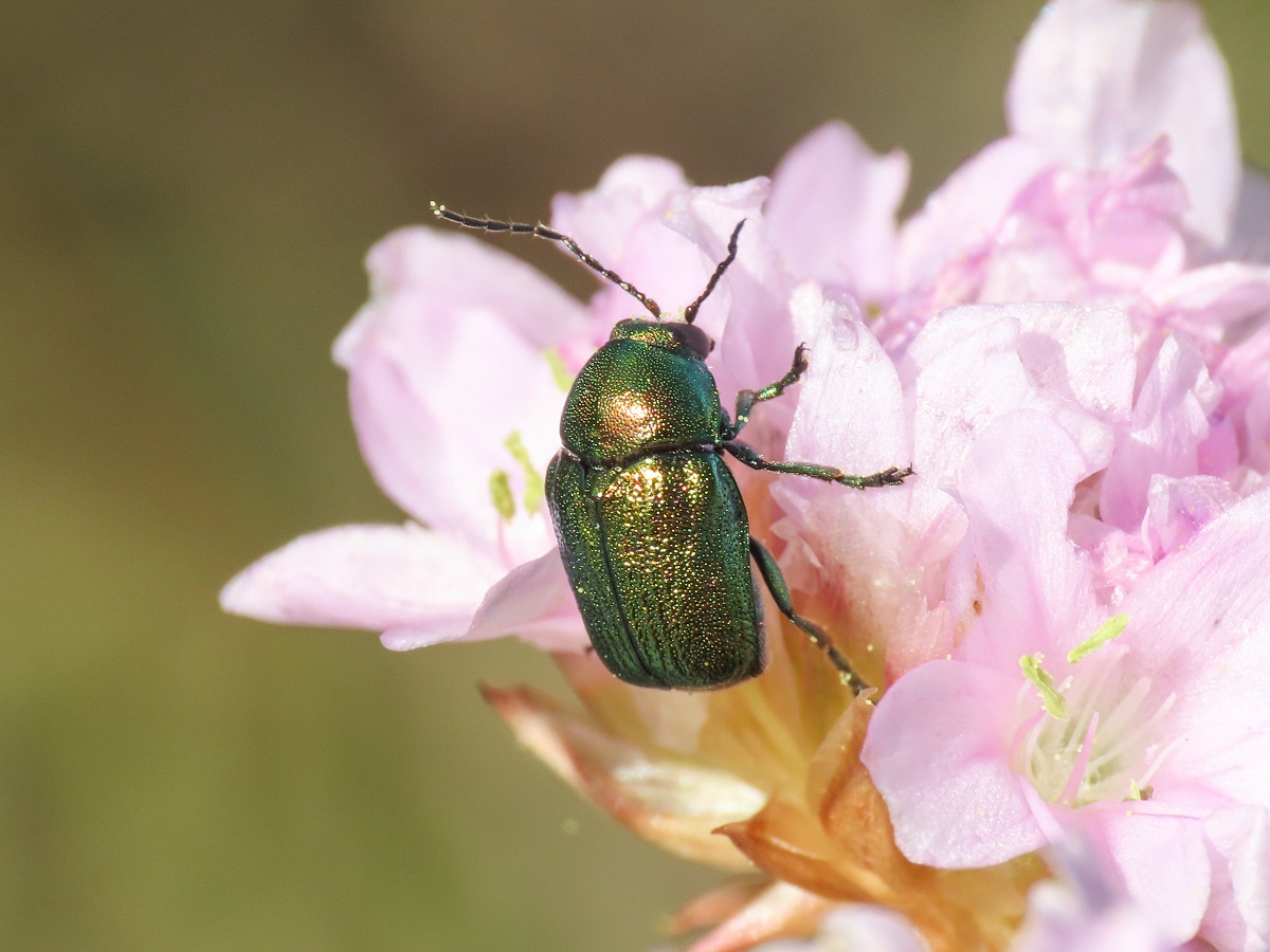 Chrysomelidae: Cryptocephalus zambanellus