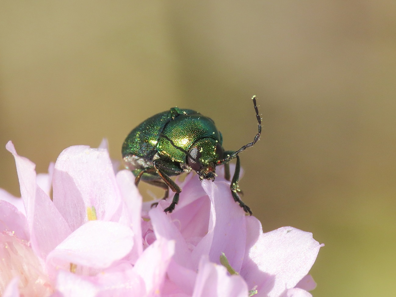 Chrysomelidae: Cryptocephalus zambanellus