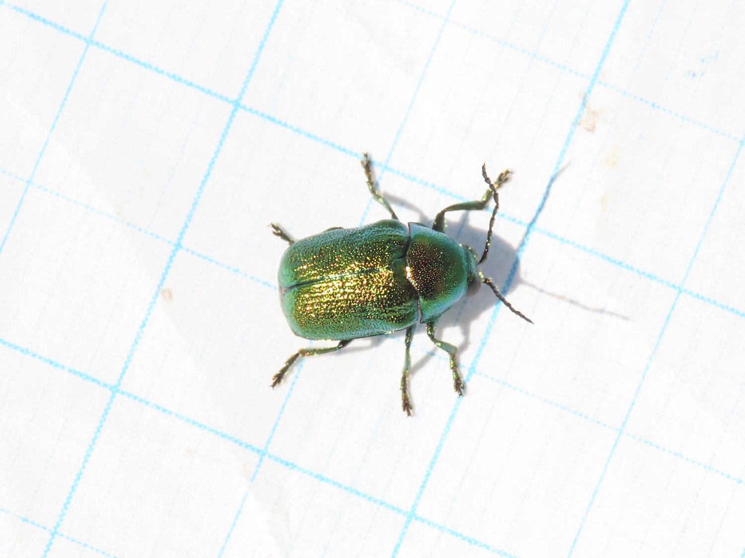 Chrysomelidae: Cryptocephalus zambanellus