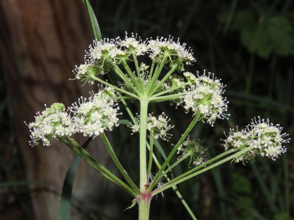 Apiaceae: Aegopodium podragaria