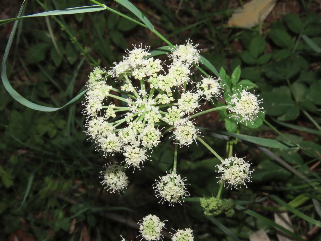 Apiaceae: Aegopodium podragaria