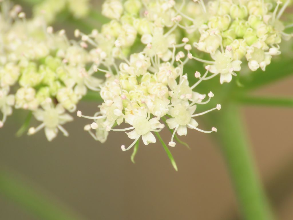 Apiaceae: Aegopodium podragaria