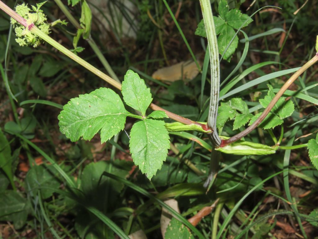 Apiaceae: Aegopodium podragaria