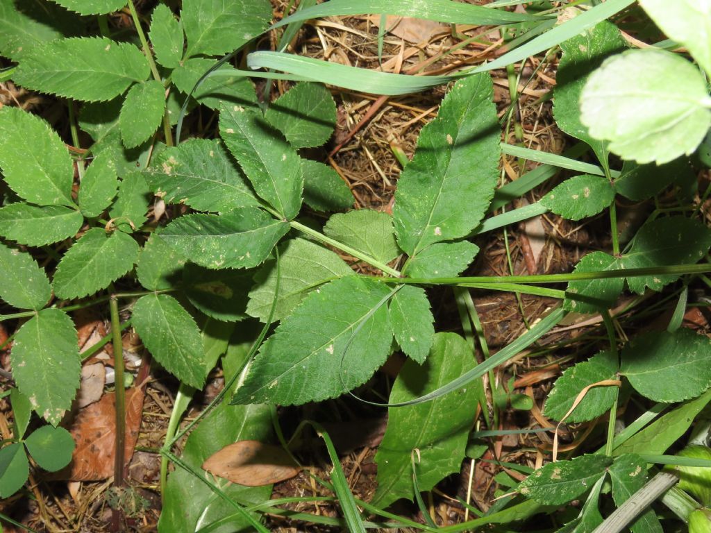 Apiaceae: Aegopodium podragaria