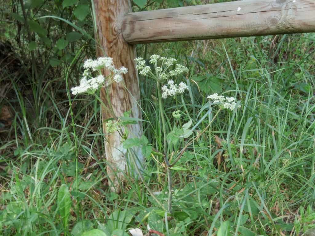 Apiaceae: Aegopodium podragaria