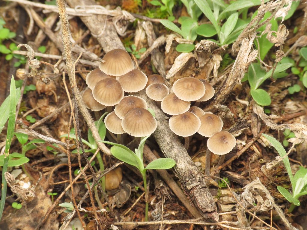 Funghi da identificare