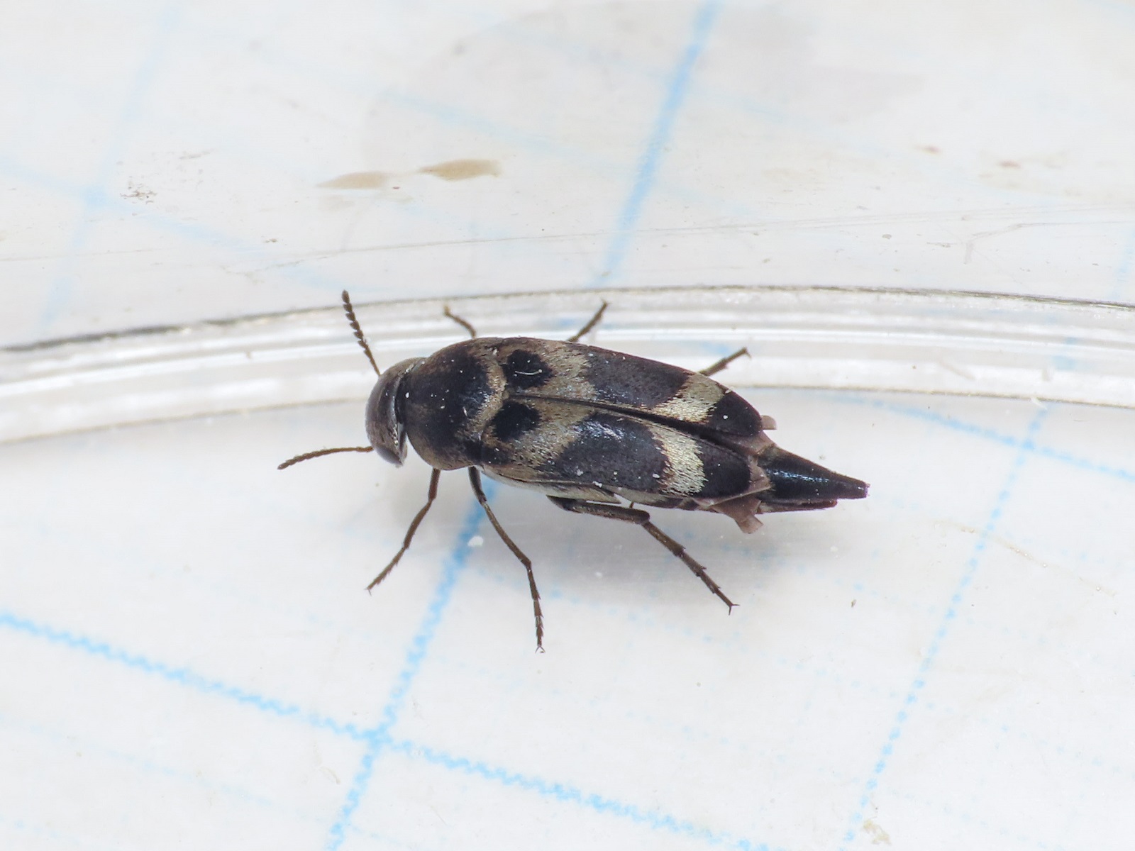 Mordellidae: Mediimorda bipunctata