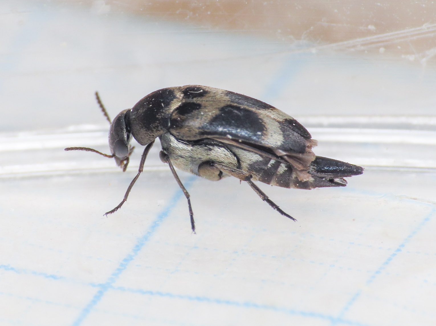 Mordellidae: Mediimorda bipunctata