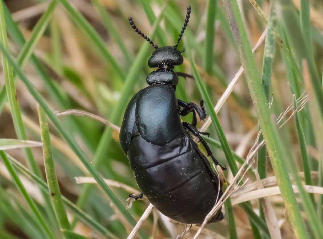 Meloidae: Meloe brevicollis brevicollis