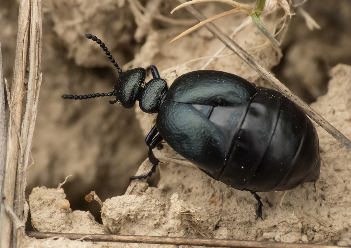 Meloidae: Meloe brevicollis brevicollis