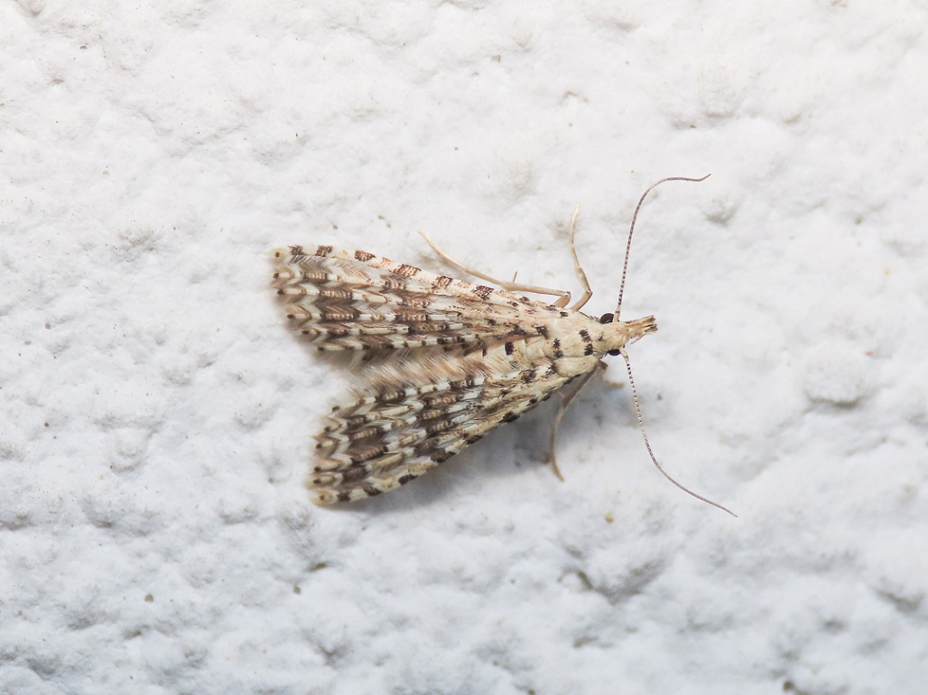 Alucitidae: Alucita cancellata