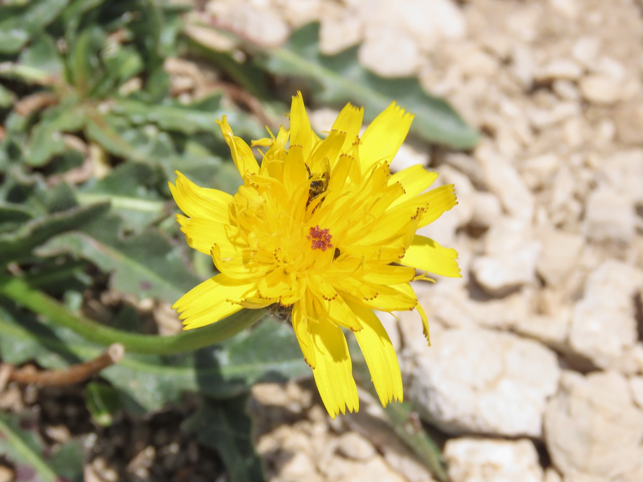 Asteracea da identificare - cfr.  Leontodon crispus