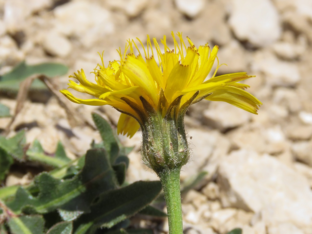 Asteracea da identificare - cfr.  Leontodon crispus