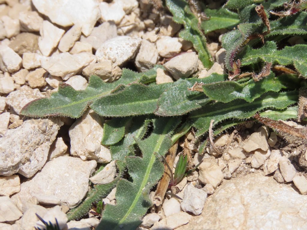 Asteracea da identificare - cfr.  Leontodon crispus
