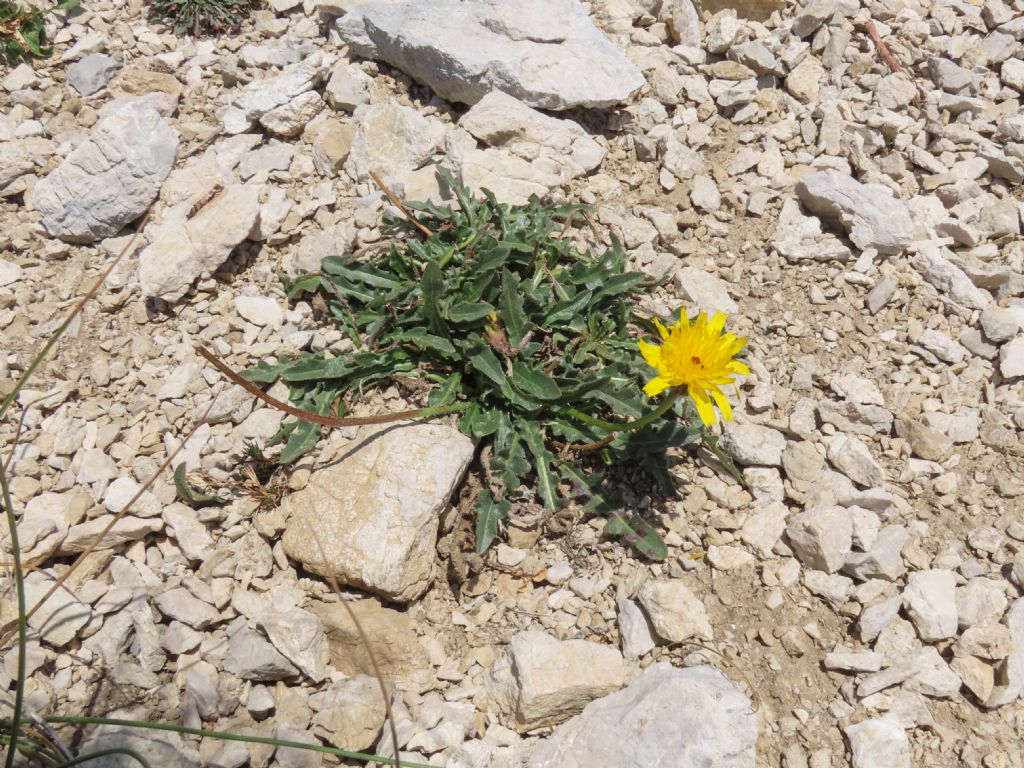 Asteracea da identificare - cfr.  Leontodon crispus