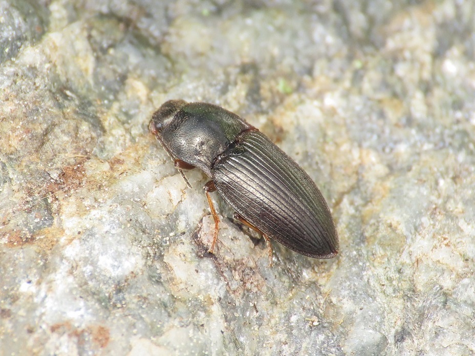 Elateridae: Hypnoidus? S, Hypnoidus riparius