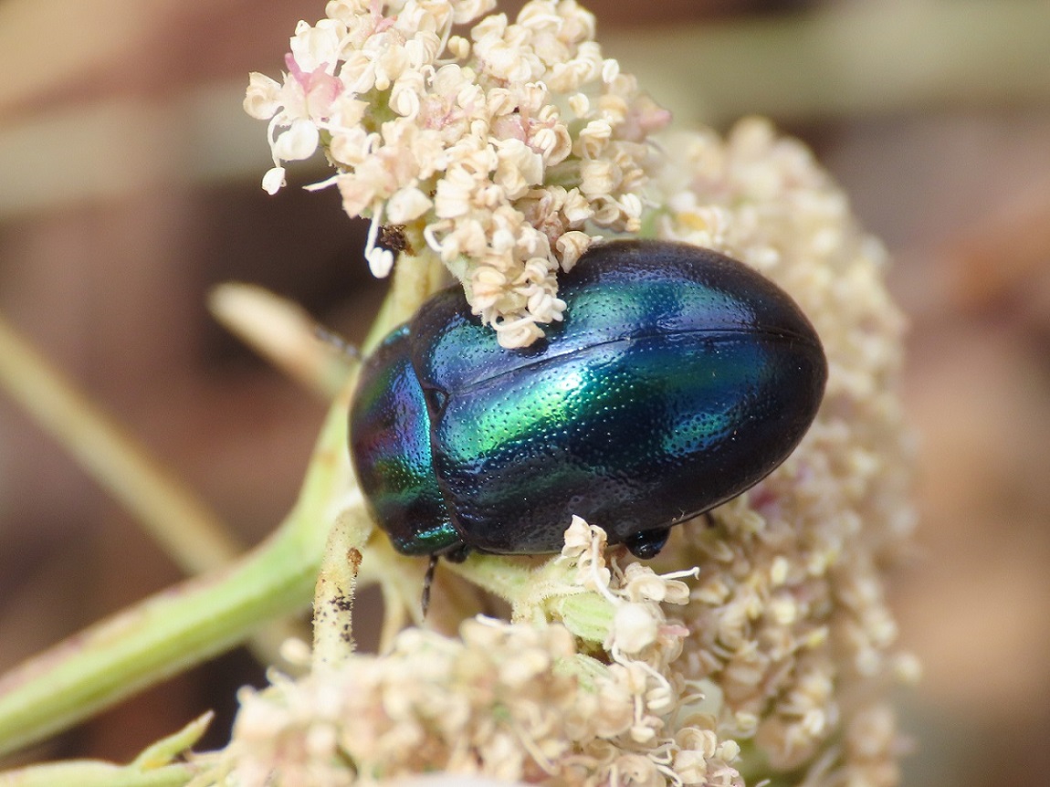 Chrysomelidae: Chrysolina cerealis mixta