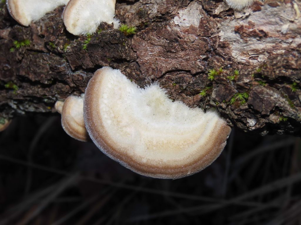 Funghi da identificare