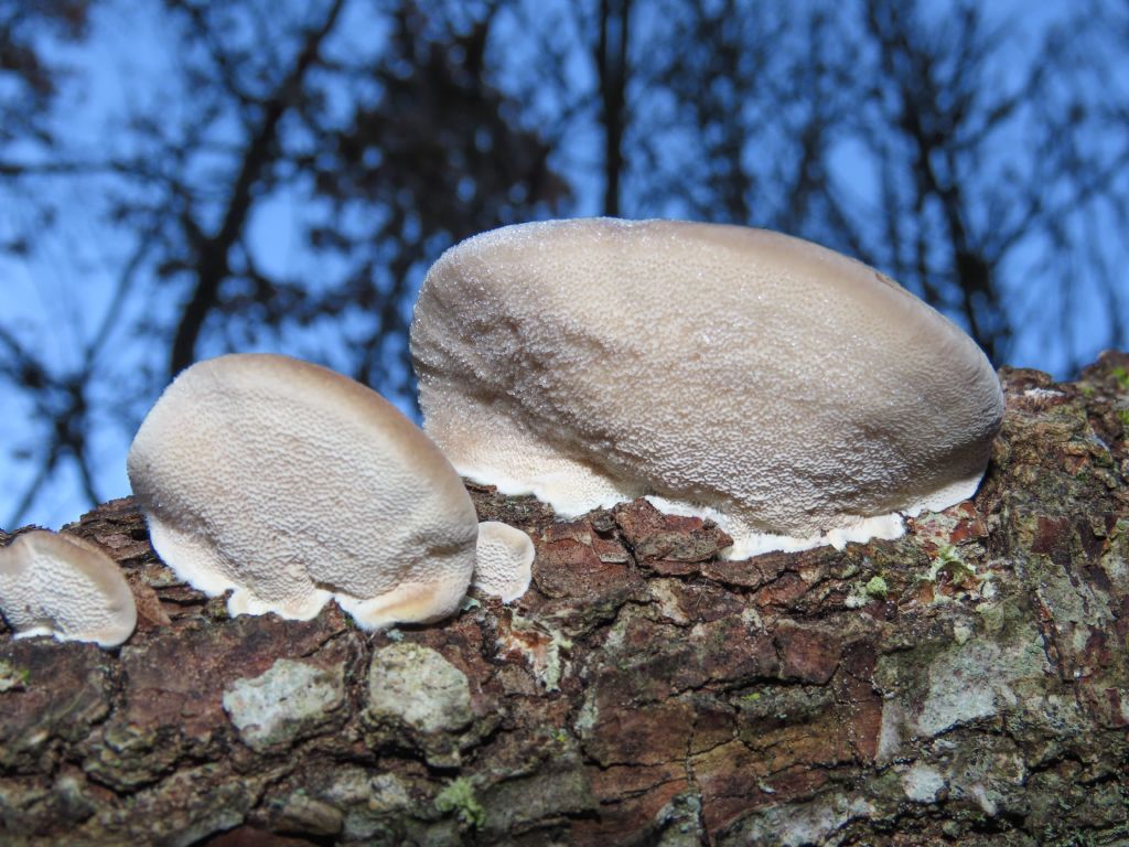 Funghi da identificare