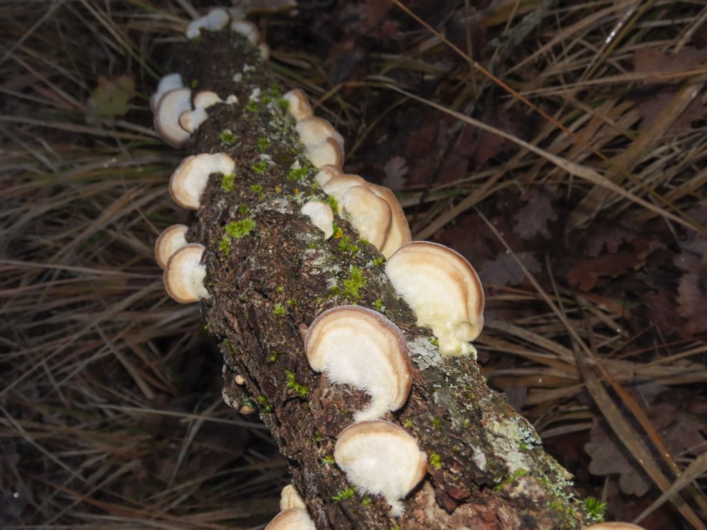 Funghi da identificare