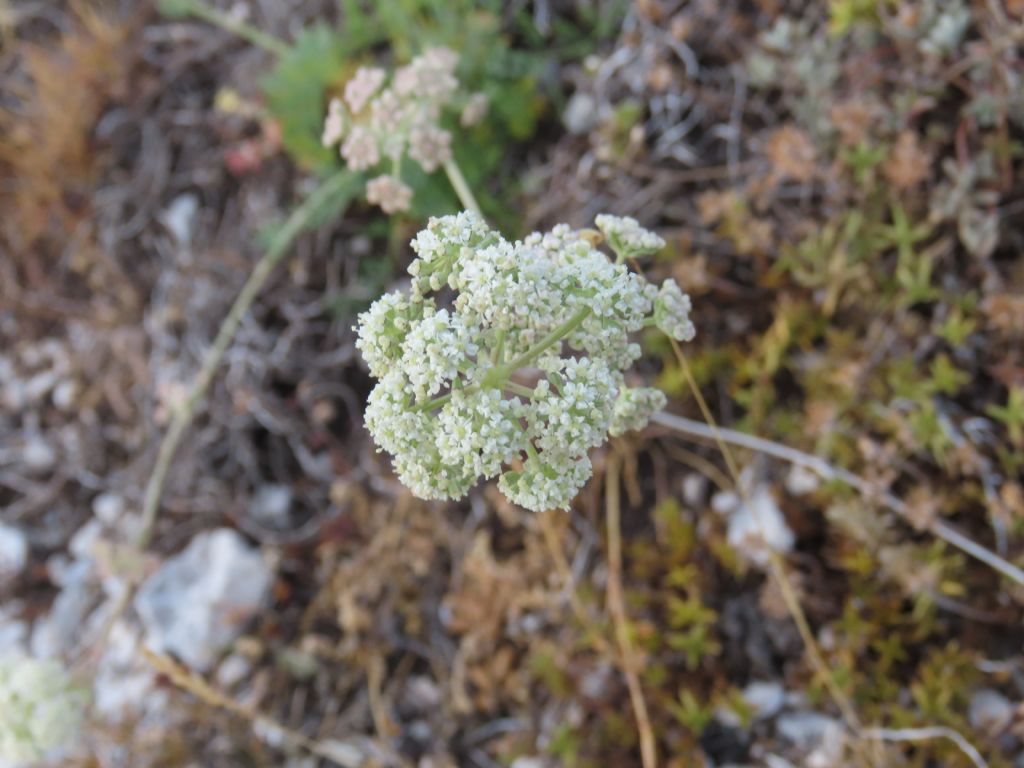 Seseli montanum (Apiaceae)