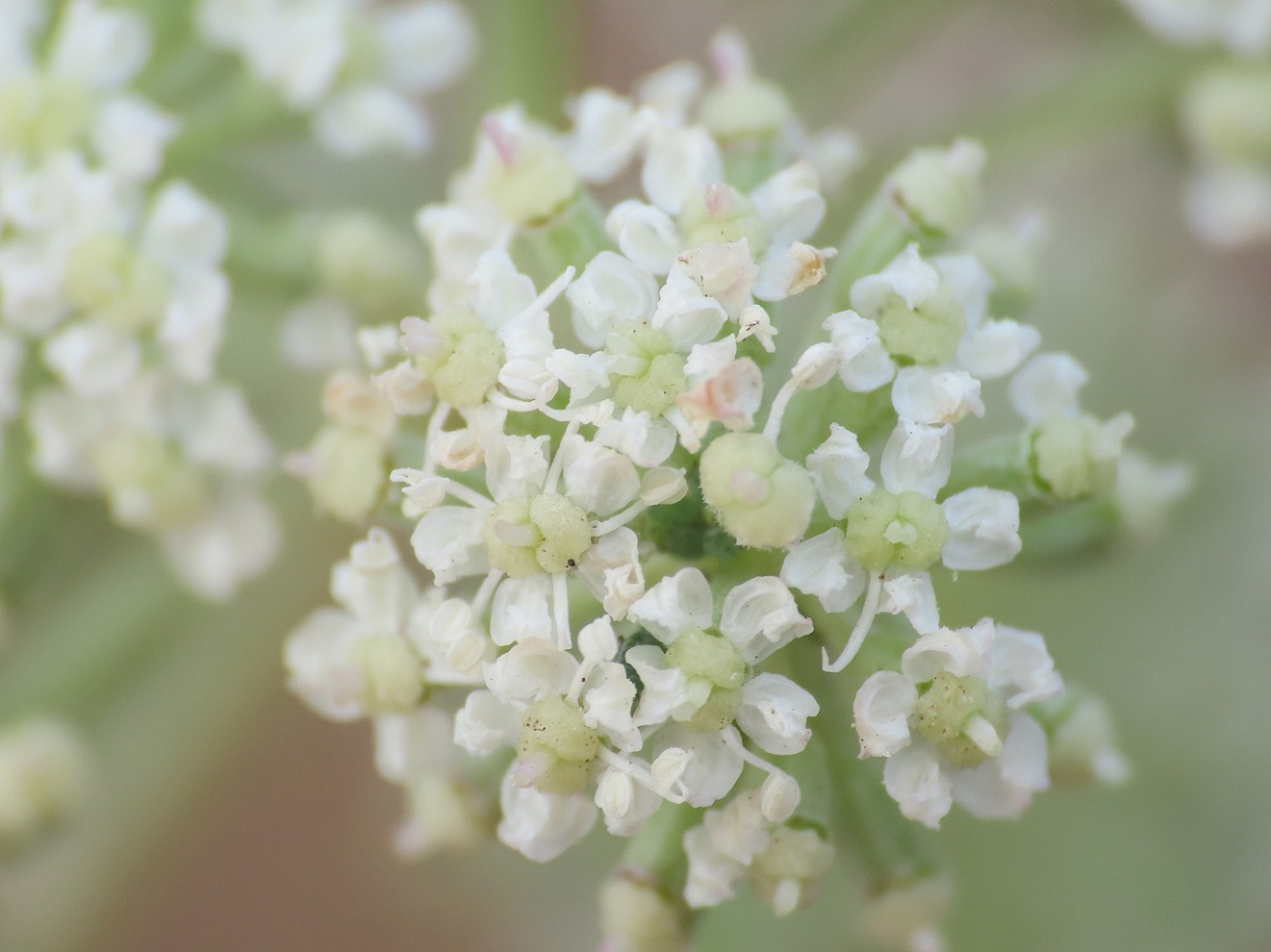 Seseli montanum (Apiaceae)