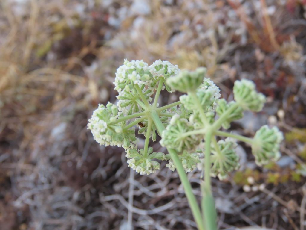 Seseli montanum (Apiaceae)