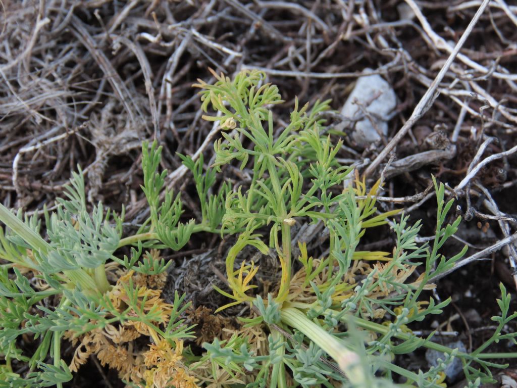 Seseli montanum (Apiaceae)