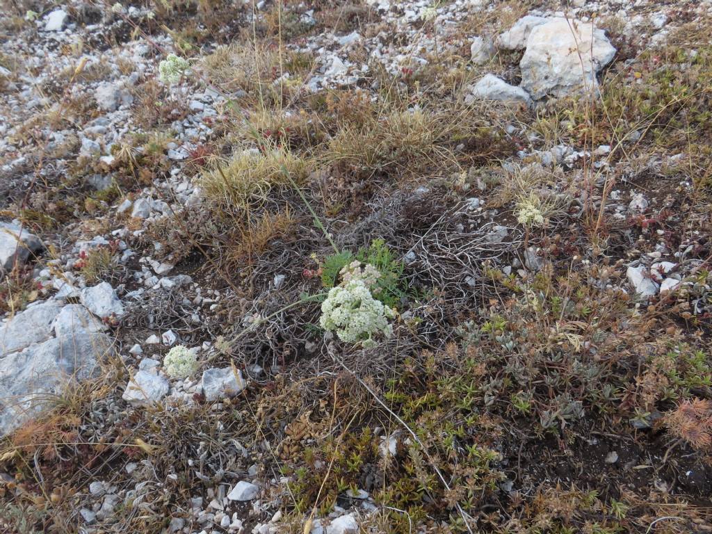 Seseli montanum (Apiaceae)