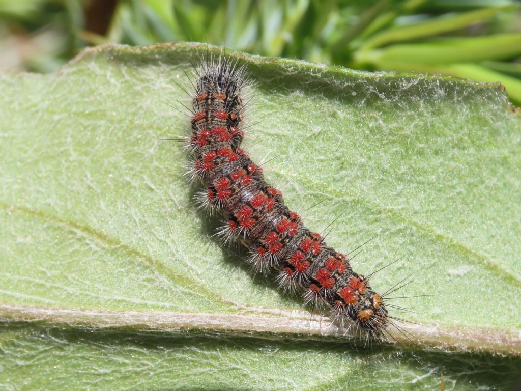 Bruco di Cymbalophora rivularis - Erebidae