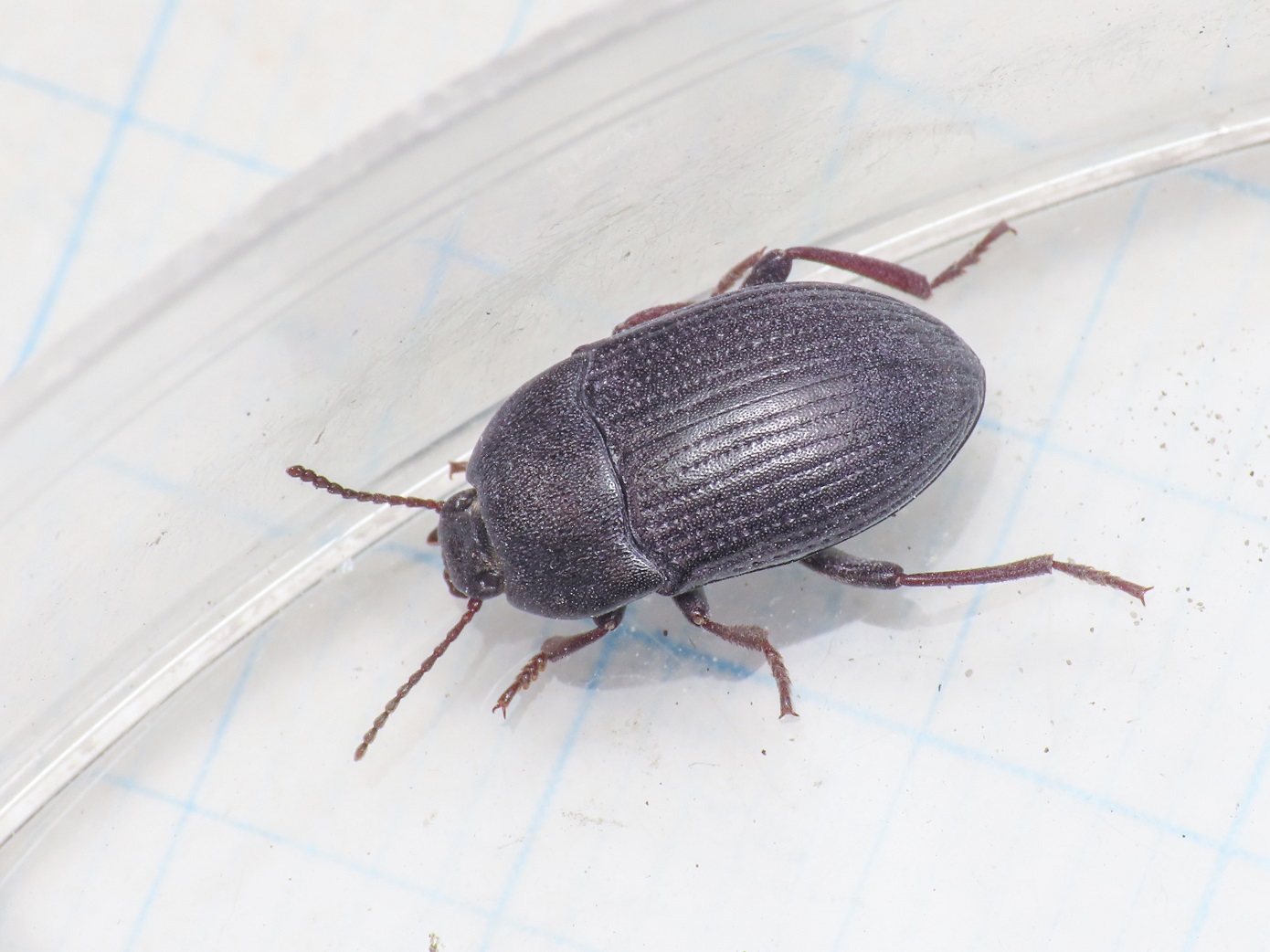 Tenebrionidae: Colpotus strigosus