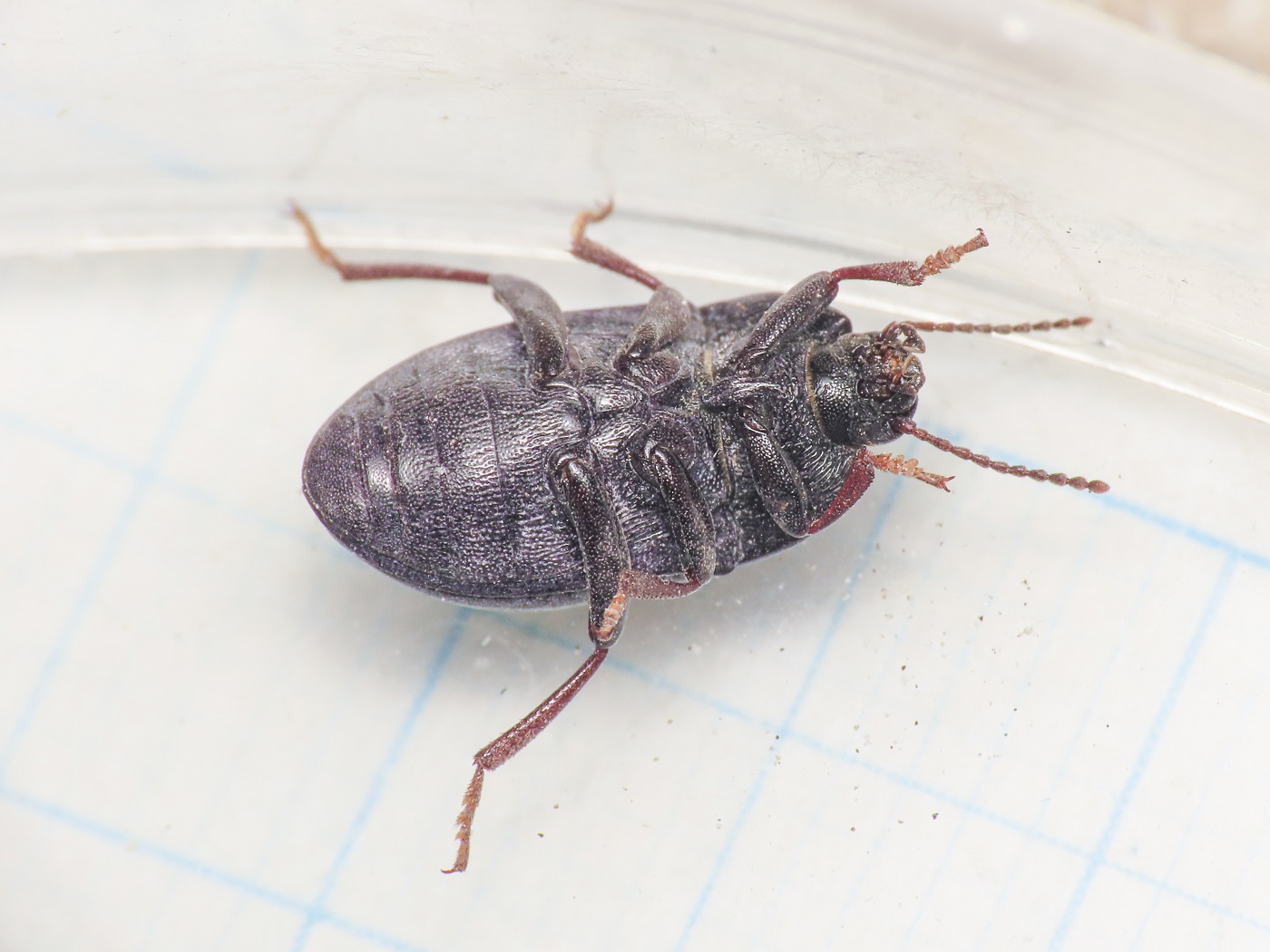 Tenebrionidae: Colpotus strigosus