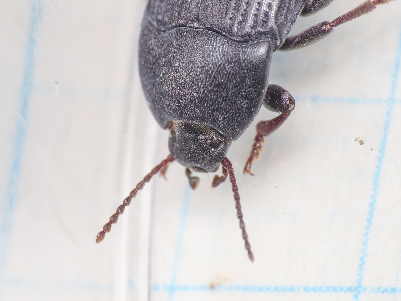 Tenebrionidae: Colpotus strigosus