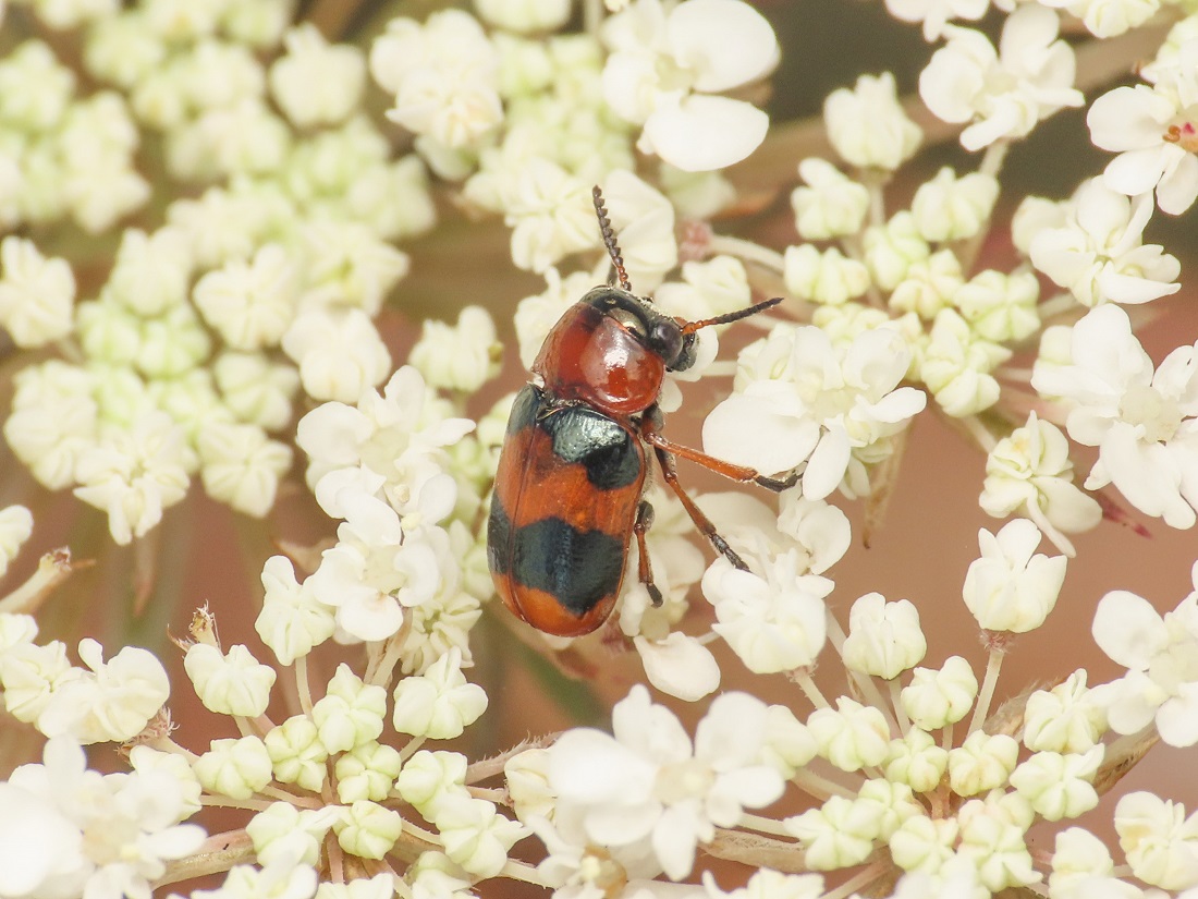 Chrysomelidae: Coptocephala unifasciata