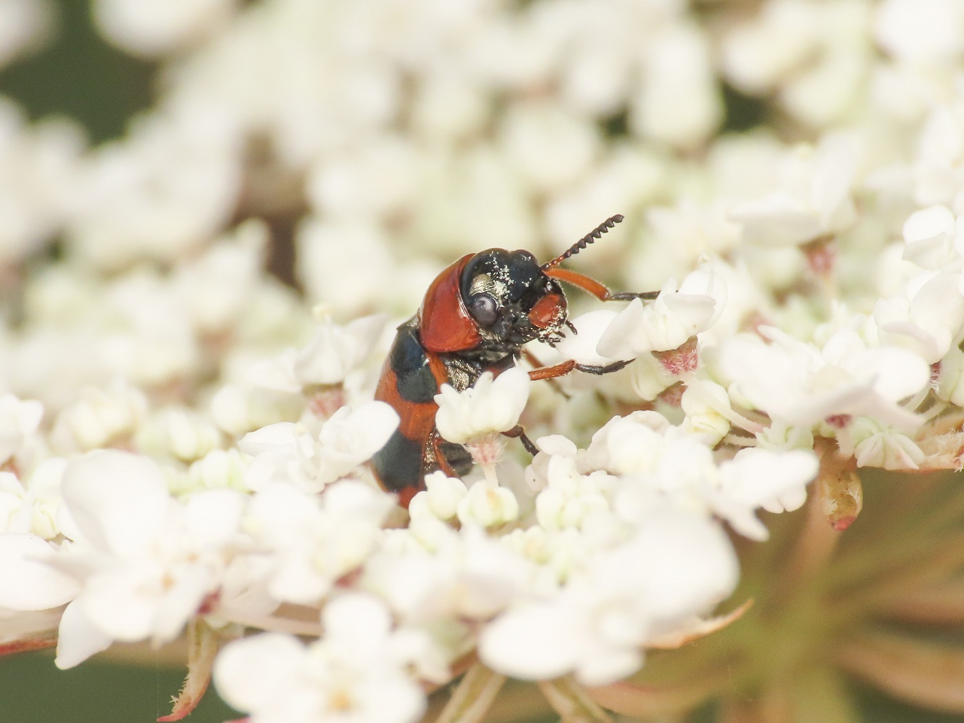 Chrysomelidae: Coptocephala unifasciata