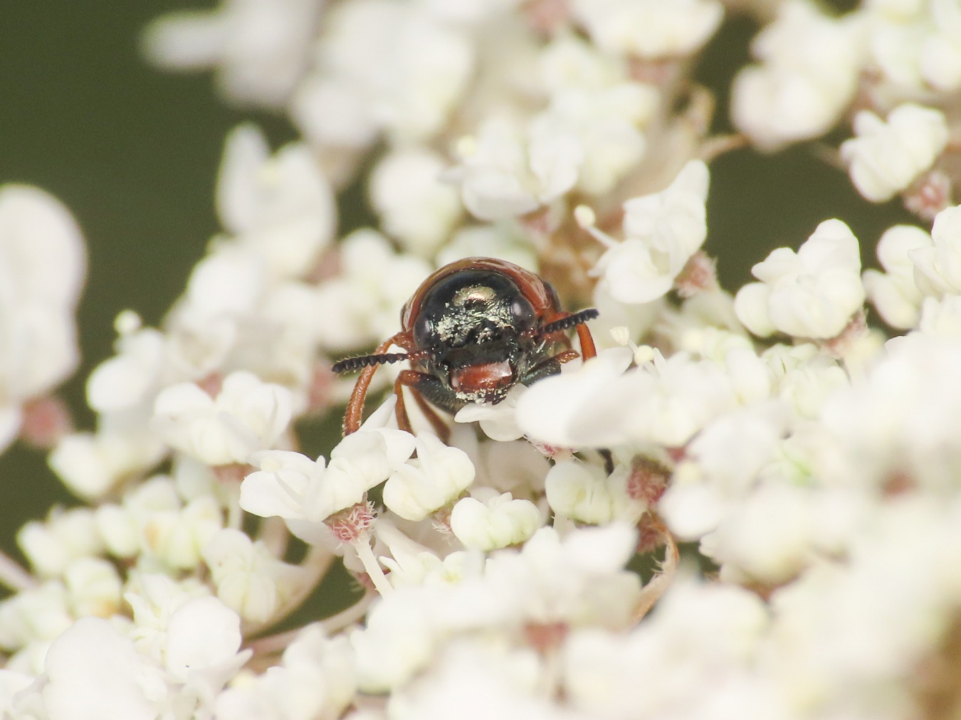 Chrysomelidae: Coptocephala unifasciata