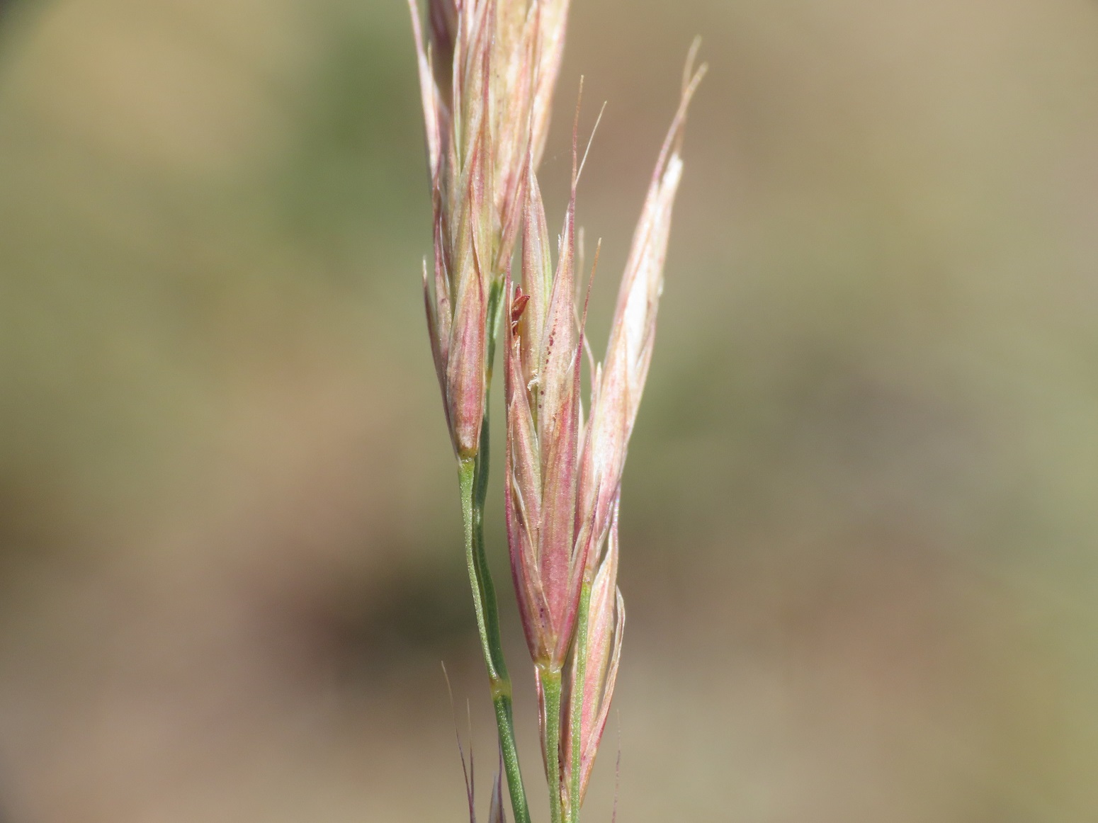 Poaceae da identificare