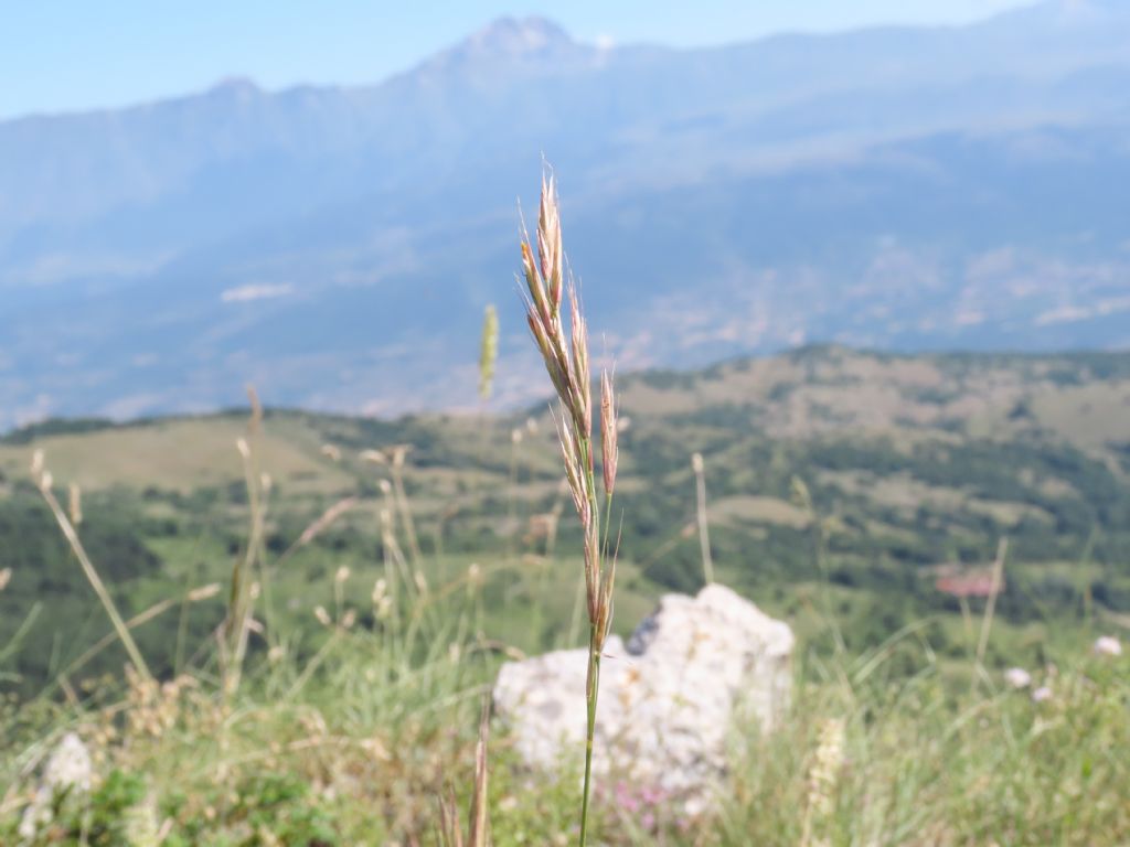 Poaceae da identificare