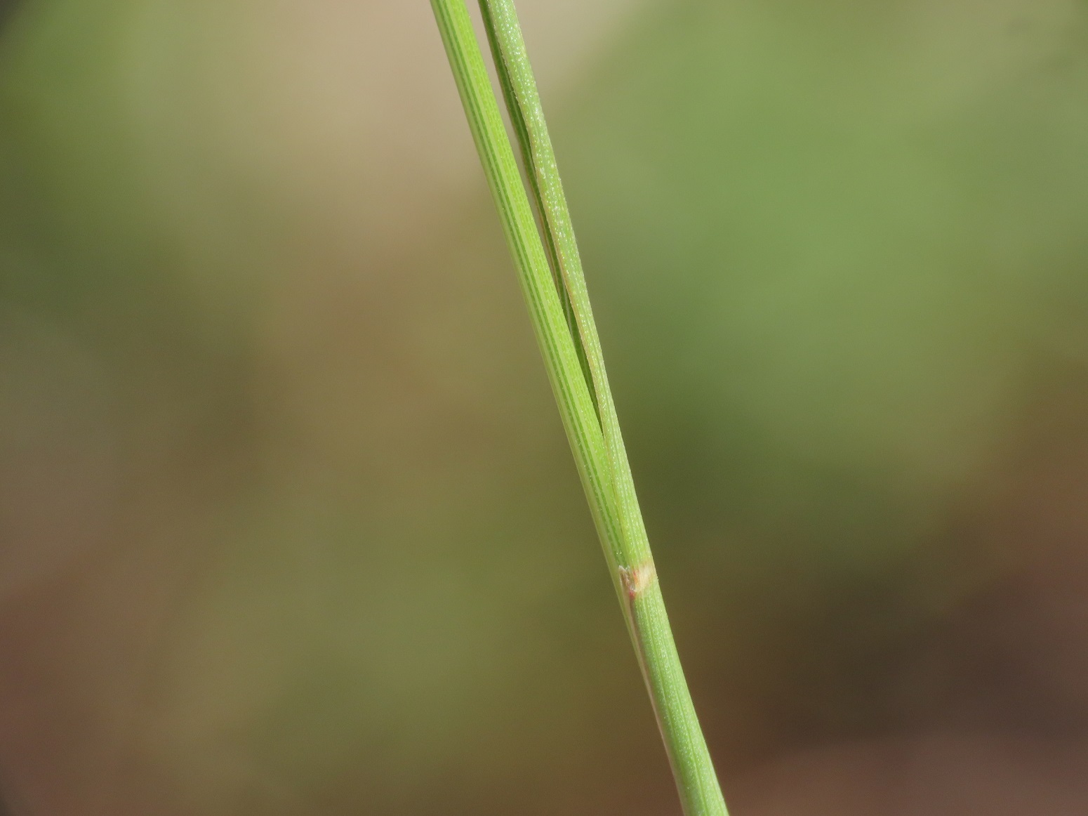 Poaceae da identificare
