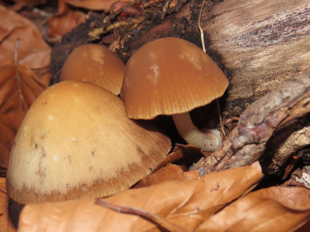 Funghi da identificare
