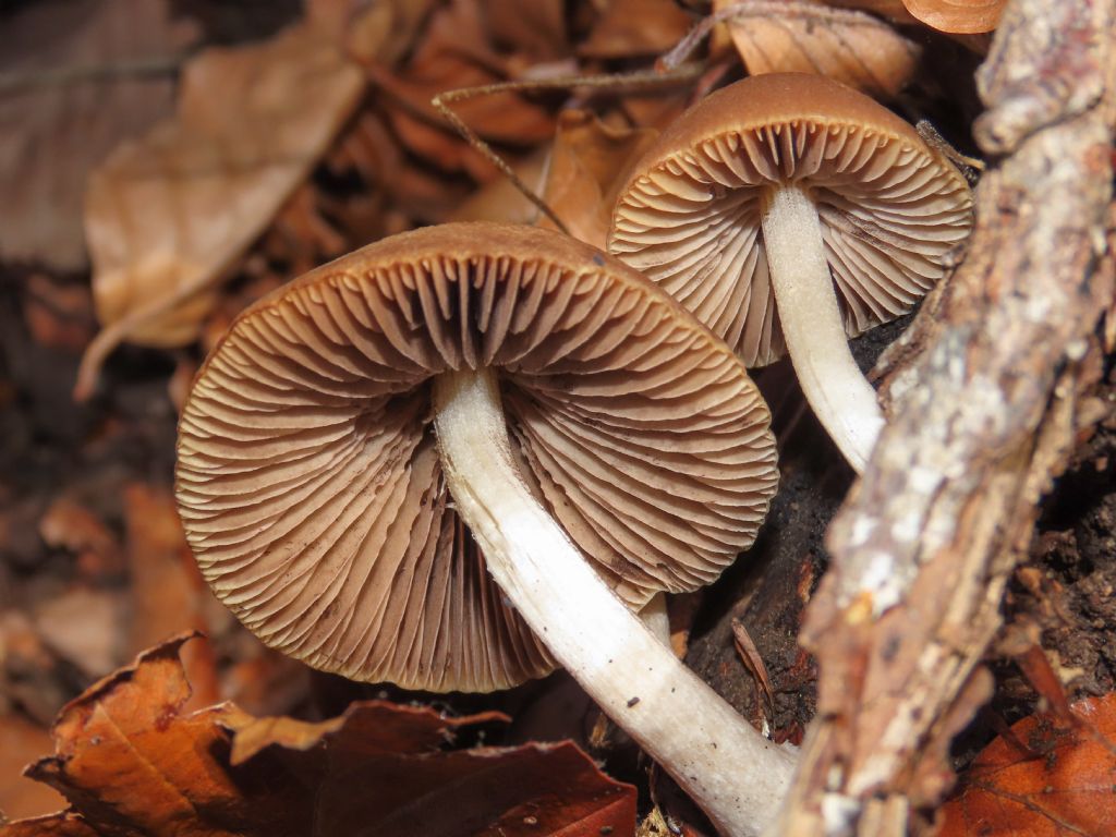 Funghi da identificare