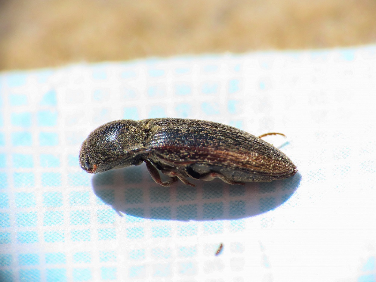 Elateridae: Agriotes brevis