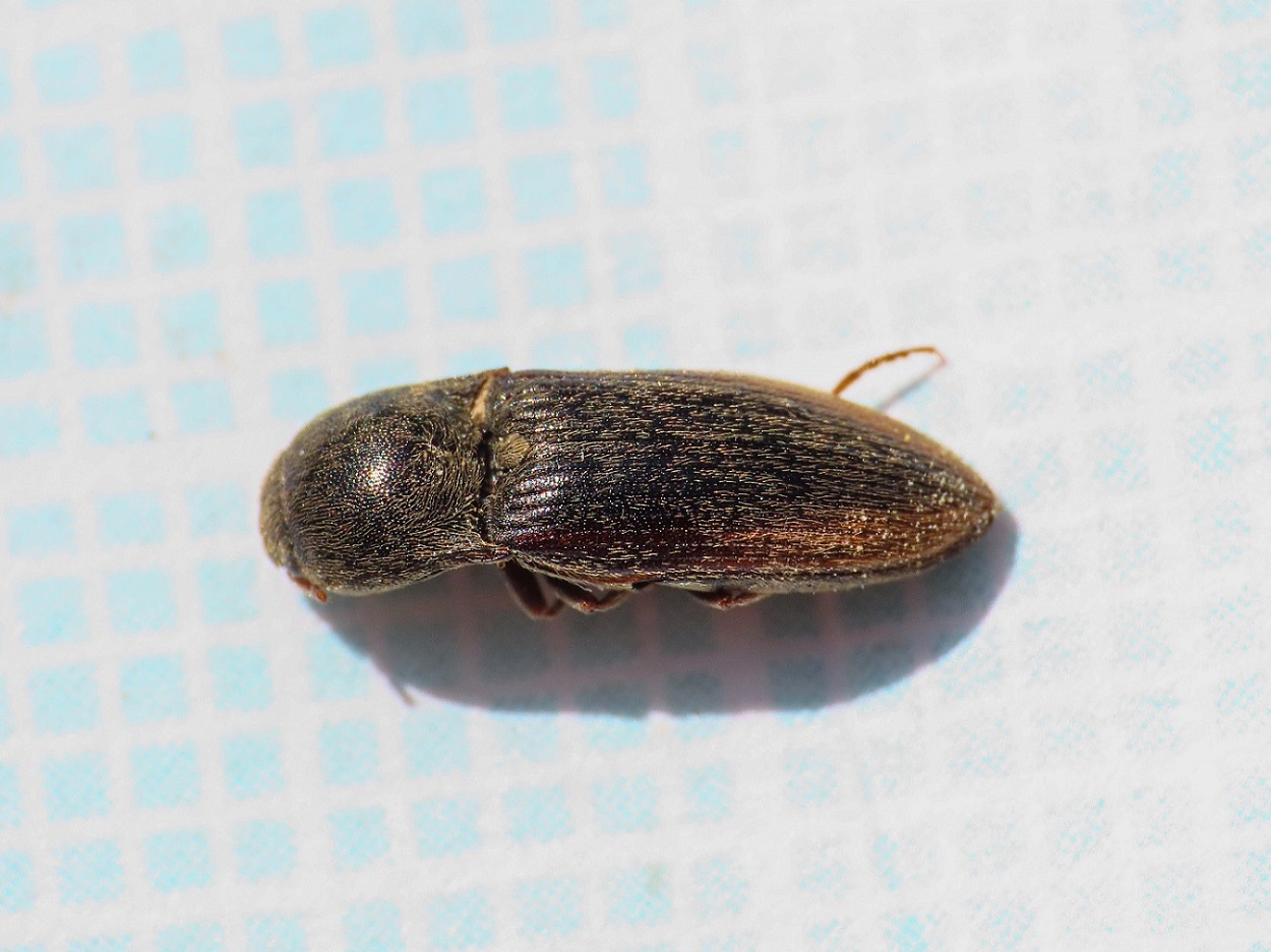 Elateridae: Agriotes brevis