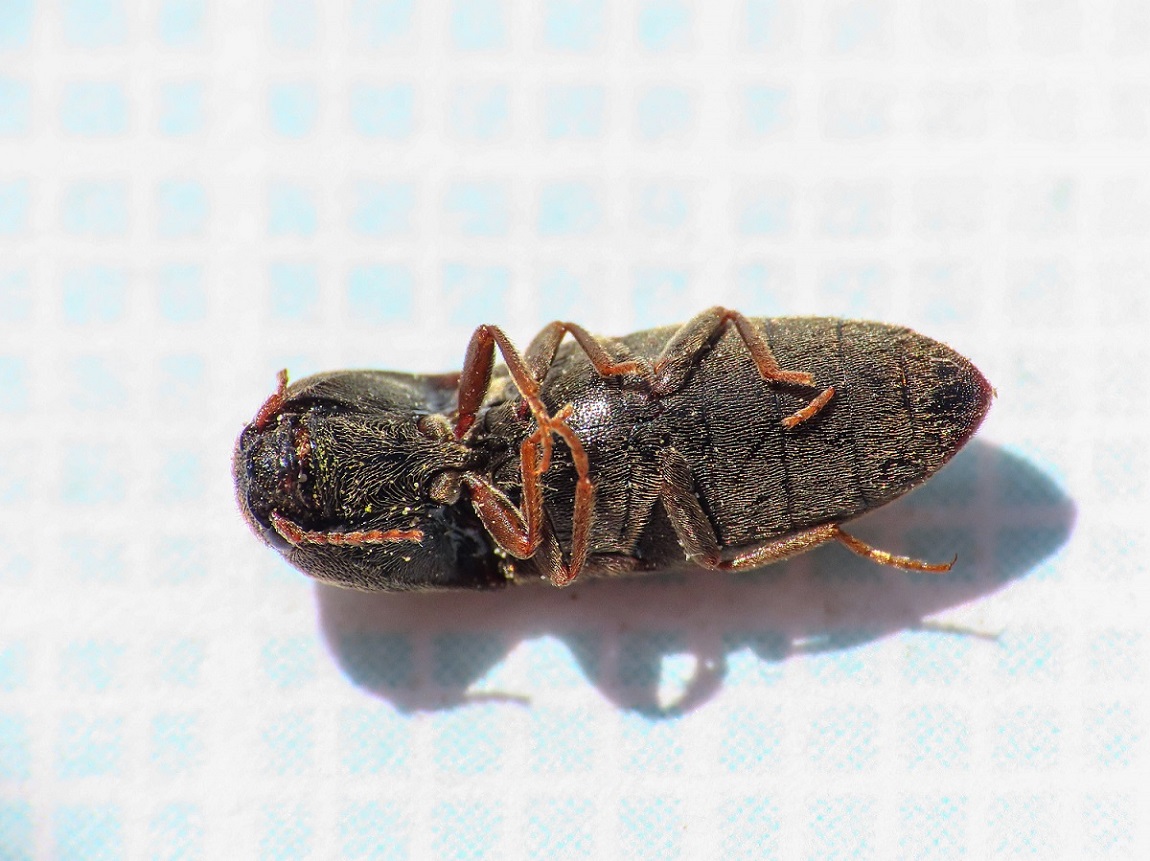 Elateridae: Agriotes brevis