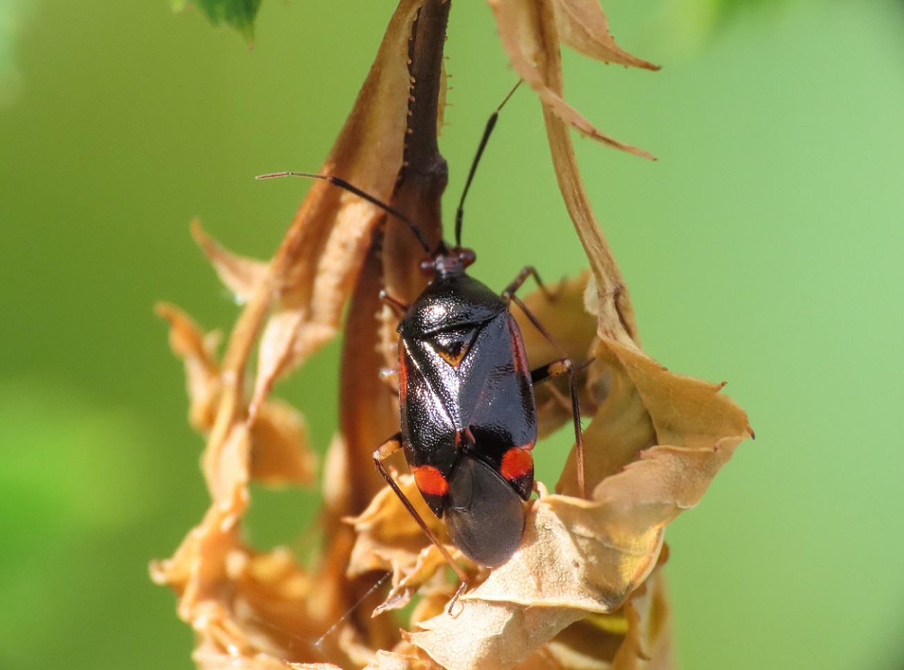 Miridae: Deraeocoris ruber f. segusina